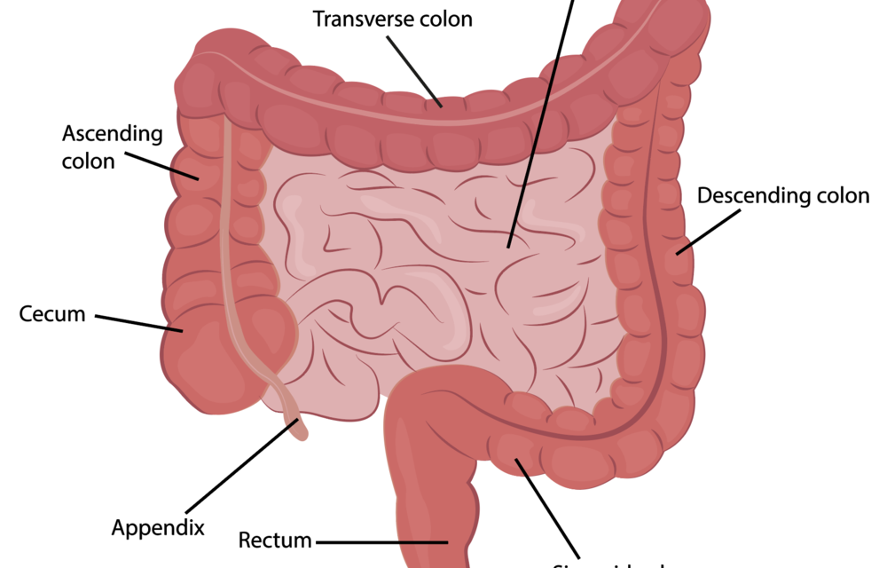 Physiology of the Large Intestine MCQ