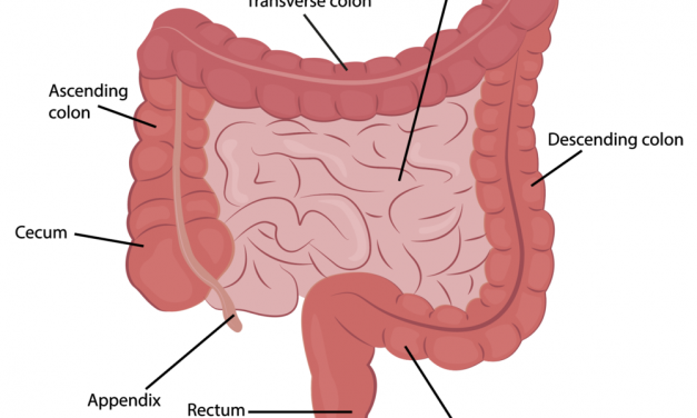 PHARMACOLOGY OF THE LARGE INTESTINE MCQ