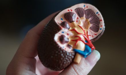 Introduction to the kidney