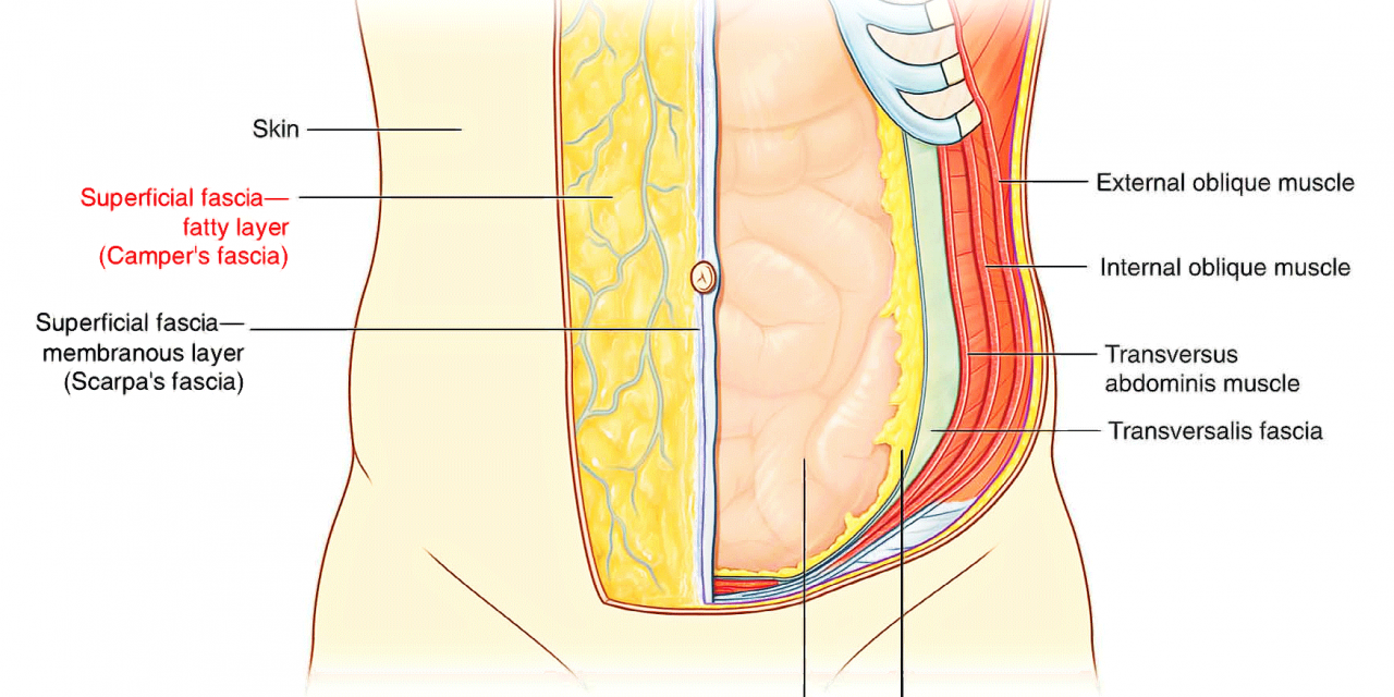 Abdominal Anatomy Part One MCQ