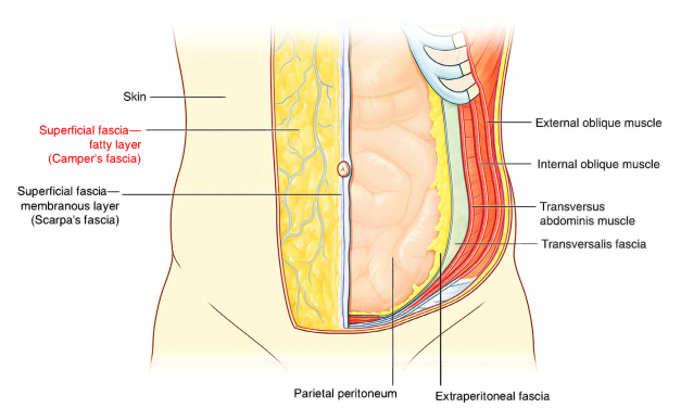 Abdominal Anatomy Part One MCQ