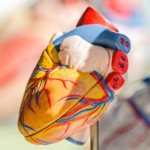 Model heart on stand
