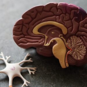 Brain and neurone model